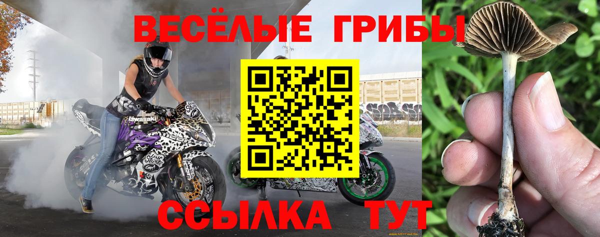 купить наркотик  Псилоцибиновые грибы Psilocybe  Вход с VPN  Черкесск 